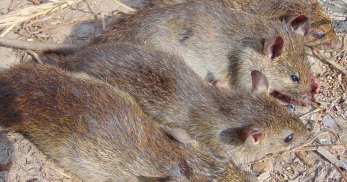 dịch vụ diệt chuột hà nội
